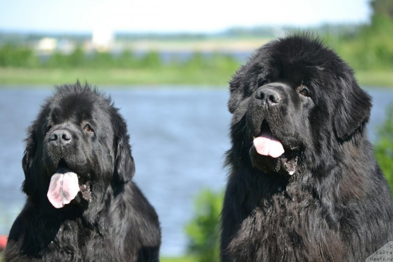 Фото: ньюфаундленд Mnogolikaya Boginya Manifik (Многоликая Богиня Манифик), ньюфаундленд Sent Djons Exclusive (Сент Джонс Эксклюзив)