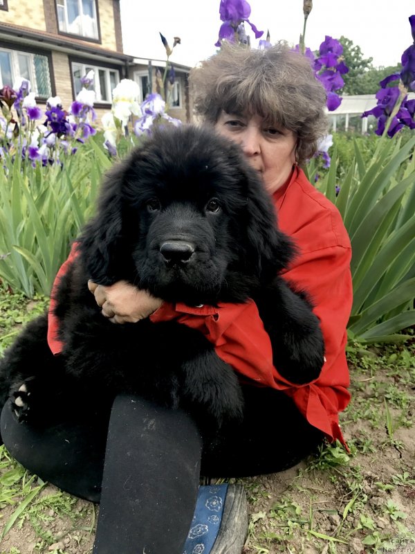Фото: ньюфаундленд Brownblood MSK Martha Cheerful Lady (Браунблад МСК Марта Чирфул Леди)