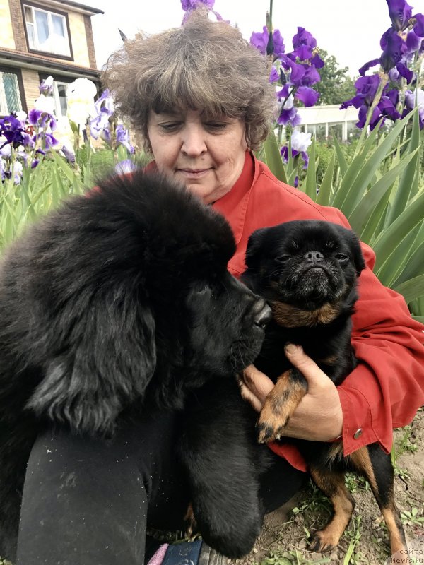 Фото: ньюфаундленд Brownblood MSK Martha Cheerful Lady (Браунблад МСК Марта Чирфул Леди)