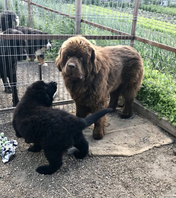 Фото: ньюфаундленд Brownblood MSK Martha Cheerful Lady (Браунблад МСК Марта Чирфул Леди)