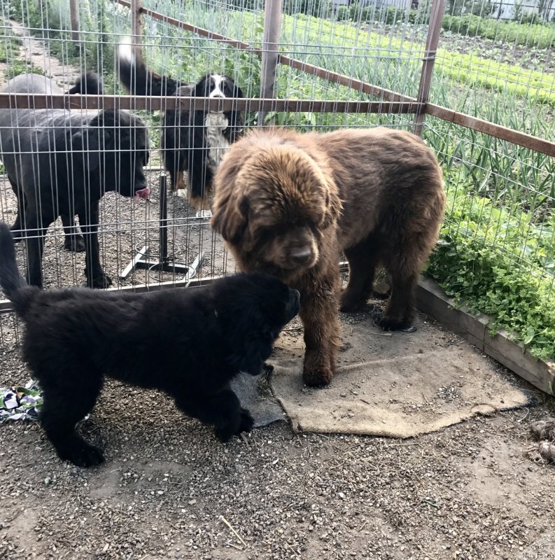 Фото: ньюфаундленд Brownblood MSK Martha Cheerful Lady (Браунблад МСК Марта Чирфул Леди)