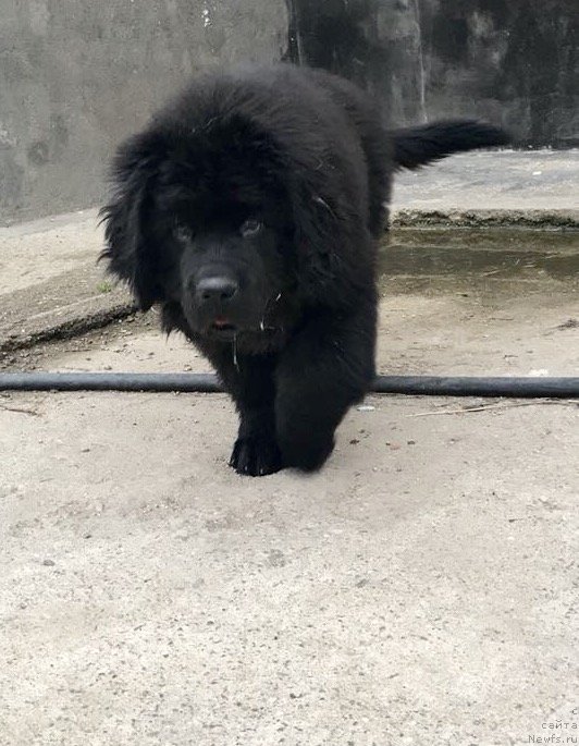Фото: ньюфаундленд Brownblood MSK Martin Courageous Guy (Браунблад МСК Мартин Корэйджес Гай)