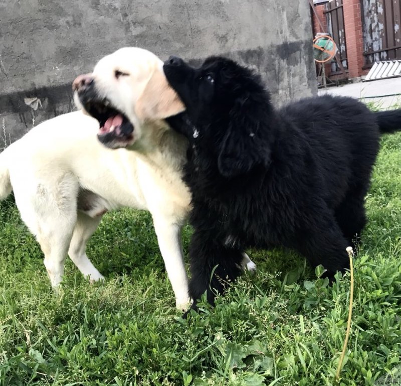 Фото: ньюфаундленд Brownblood MSK Martin Courageous Guy (Браунблад МСК Мартин Корэйджес Гай)