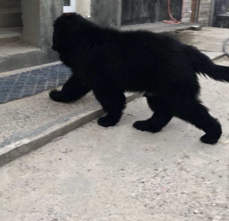 Фото: ньюфаундленд Brownblood MSK Martin Courageous Guy (Браунблад МСК Мартин Корэйджес Гай)