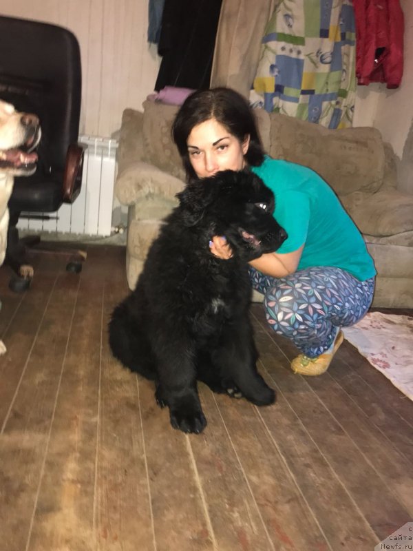 Фото: ньюфаундленд Brownblood MSK Martin Courageous Guy (Браунблад МСК Мартин Корэйджес Гай)