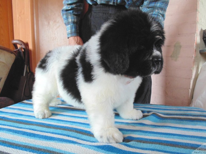 Фото: ньюфаундленд Stepnaya Pal'mira Edinstvennyiy Moy (Степная Пальмира Единственный Мой)