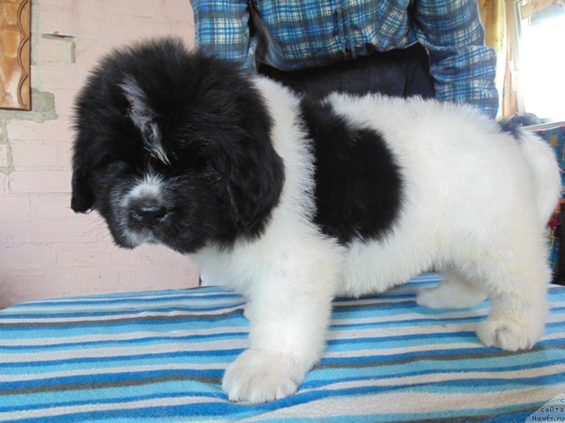 Фото: ньюфаундленд Stepnaya Pal'mira Edinstvennyiy Moy (Степная Пальмира Единственный Мой)