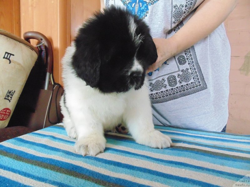 Фото: ньюфаундленд Stepnaya Pal'mira Edinstvennyiy Moy (Степная Пальмира Единственный Мой)