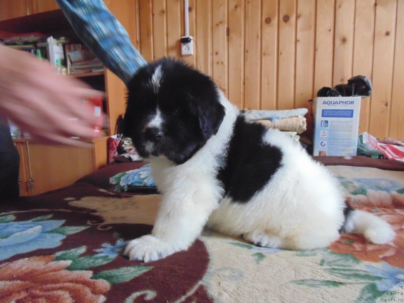 Фото: ньюфаундленд Stepnaya Pal'mira Edinstvennyiy Moy (Степная Пальмира Единственный Мой)