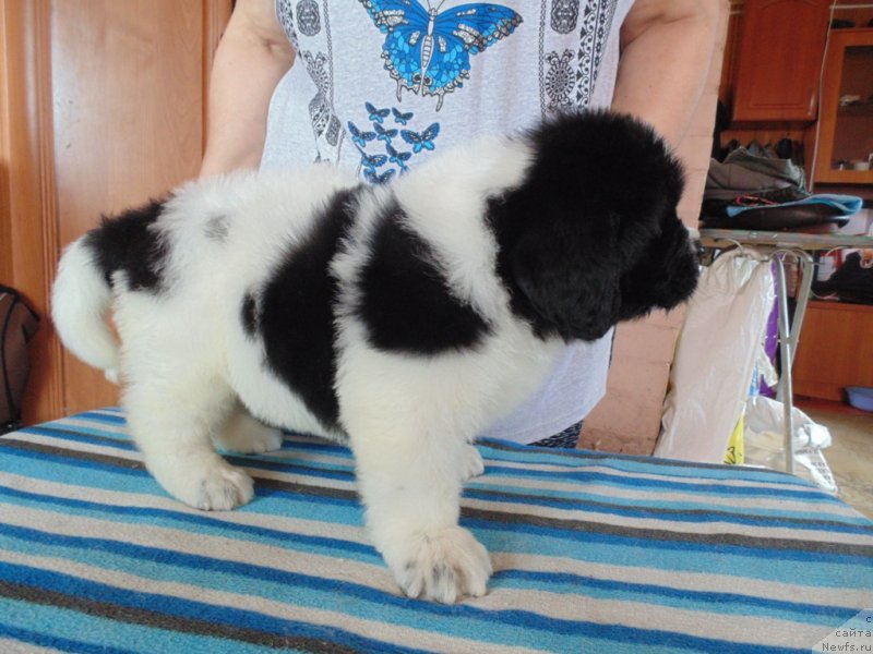 Фото: ньюфаундленд Stepnaya Pal'mira Edinstvennyiy Moy (Степная Пальмира Единственный Мой)