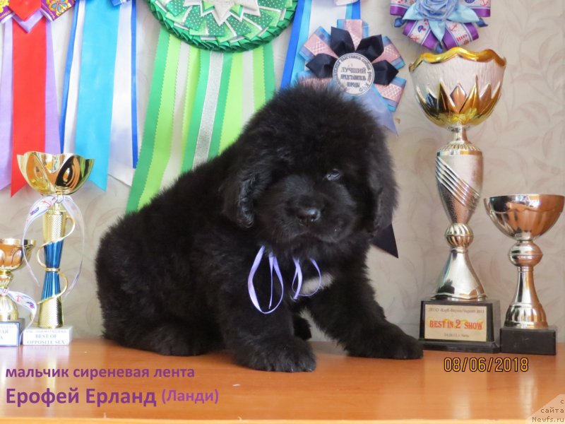 Фото: ньюфаундленд Hit SHeliko Erofey Erland (Хит Шелико Ерофей Ерланд)