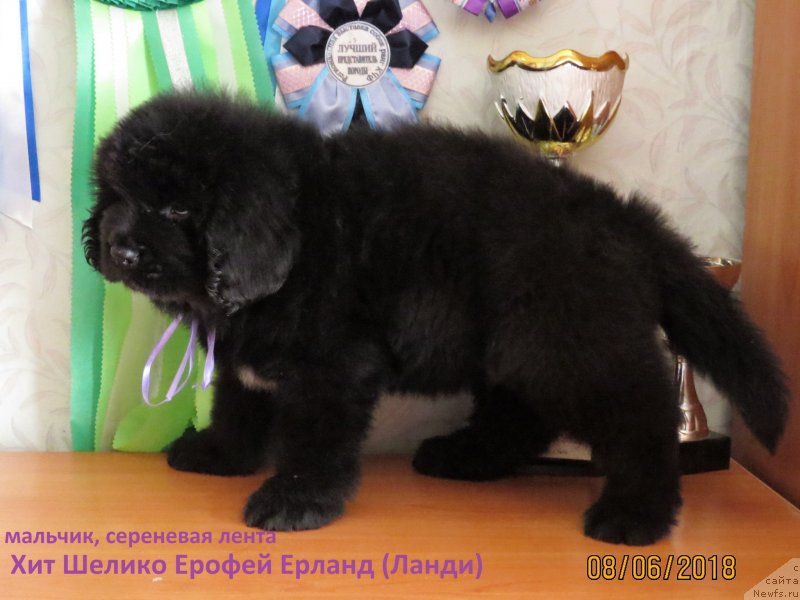 Фото: ньюфаундленд Hit SHeliko Erofey Erland (Хит Шелико Ерофей Ерланд)