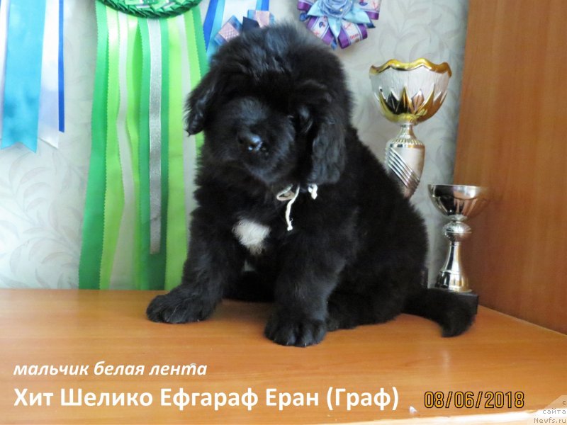 Фото: ньюфаундленд Hit SHeliko Efgraf Eran (Хит Шелико Ефграф Еран)