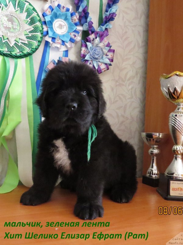 Фото: ньюфаундленд Hit SHeliko Elizar Efrat (Хит Шелико Елизар Ефрат)