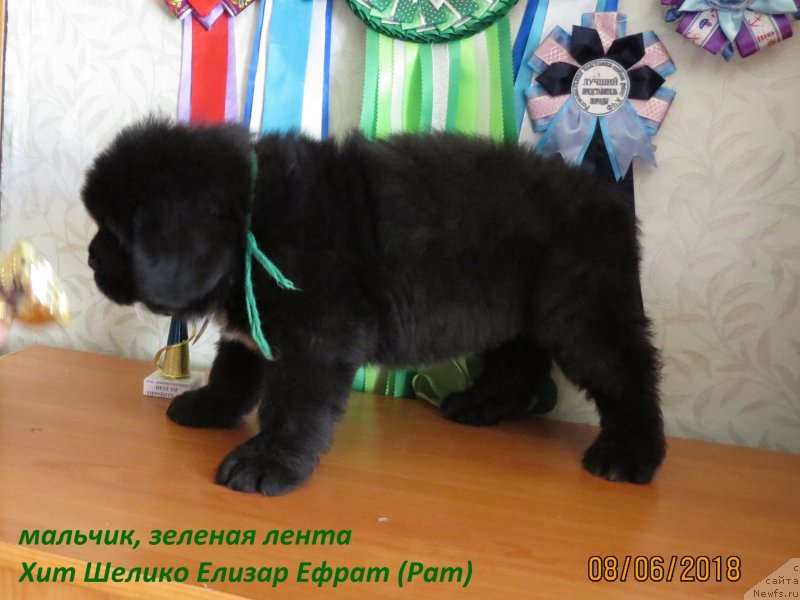 Фото: ньюфаундленд Hit SHeliko Elizar Efrat (Хит Шелико Елизар Ефрат)