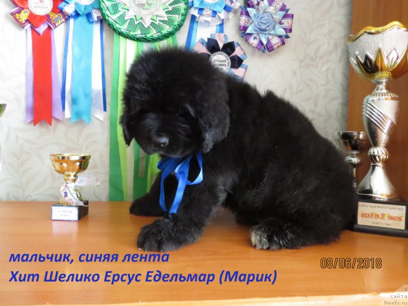 Фото: ньюфаундленд Hit SHeliko Ersus Edel'mar (Хит Шелико Ерсус Едельмар)