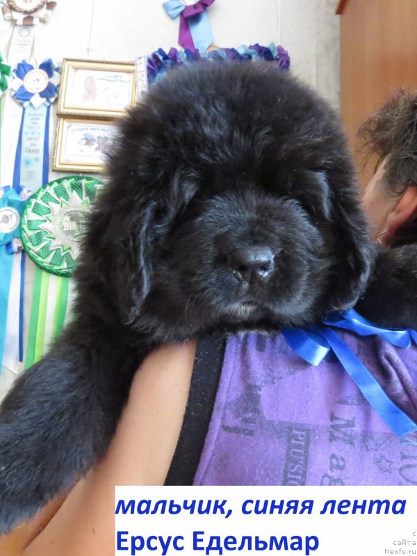 Фото: ньюфаундленд Hit SHeliko Ersus Edel'mar (Хит Шелико Ерсус Едельмар)