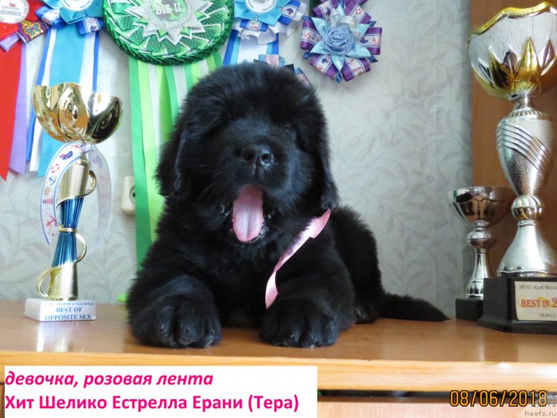 Фото: ньюфаундленд Hit SHeliko Estrella Erani (Хит Шелико Естрелла Ерани)