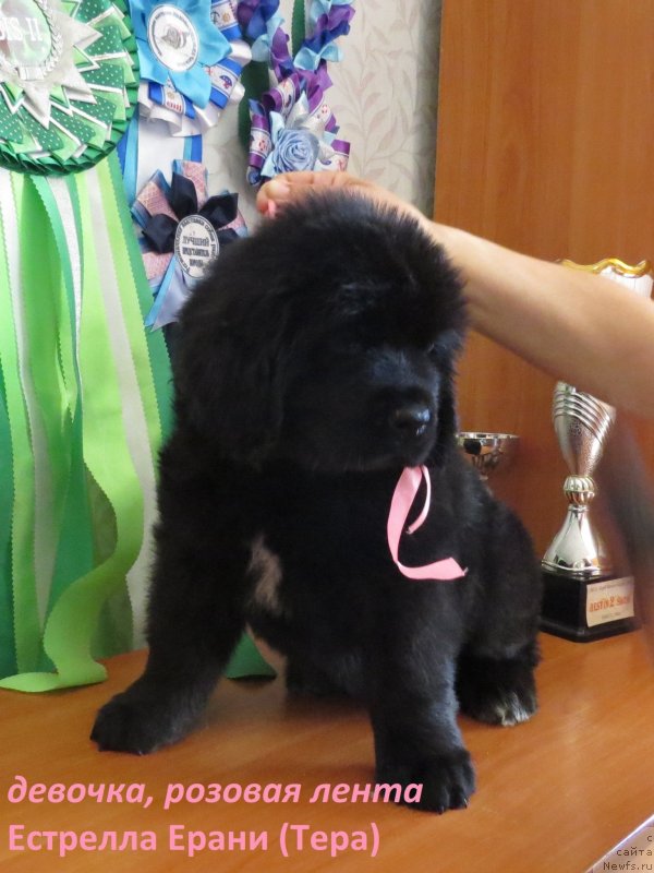 Фото: ньюфаундленд Hit SHeliko Estrella Erani (Хит Шелико Естрелла Ерани)