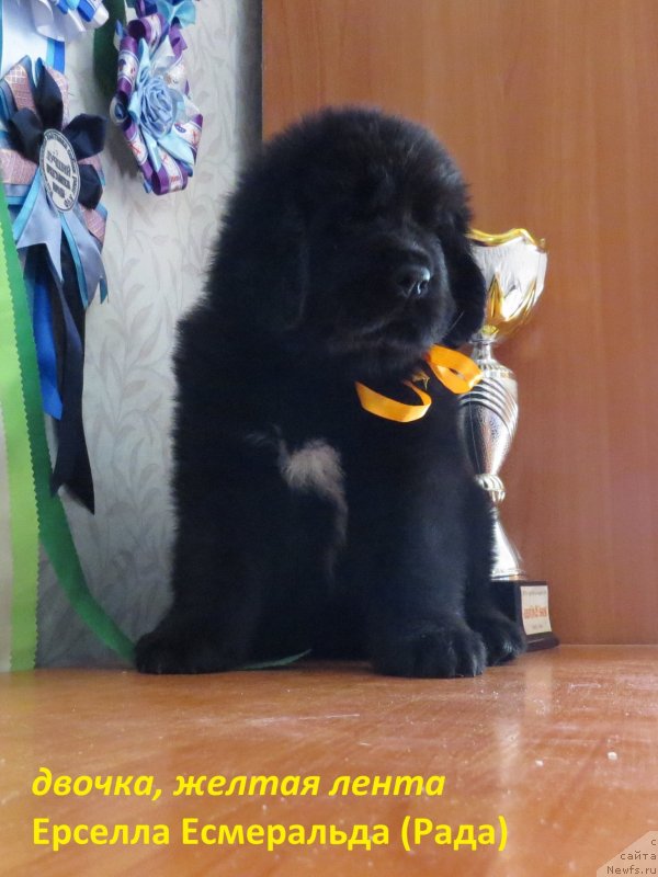 Фото: ньюфаундленд Hit SHeliko Ersella Esmeral'da (Хит Шелико Ерселла Есмеральда)