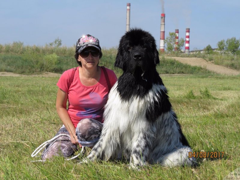 Фото: Ekaterina Igoshina (Екатерина Игошина), ньюфаундленд Skazochnaya Kroha SHekspir (Сказочная Кроха Шекспир), Natal'ya Rogozinskaya (Наталья Рогозинская)