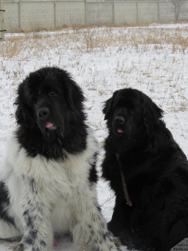Фото: ньюфаундленд Skazochnaya Kroha SHekspir (Сказочная Кроха Шекспир), ньюфаундленд Skazochnaya Kroxa Markiza Malika (Сказочная Кроха Маркиза Малика)