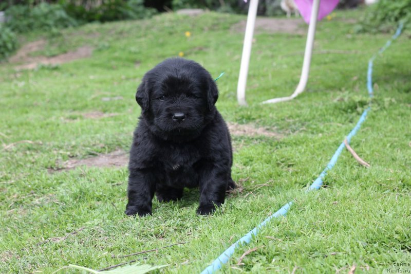 Фото: Obush Shed Ichi Oku No Taiyo