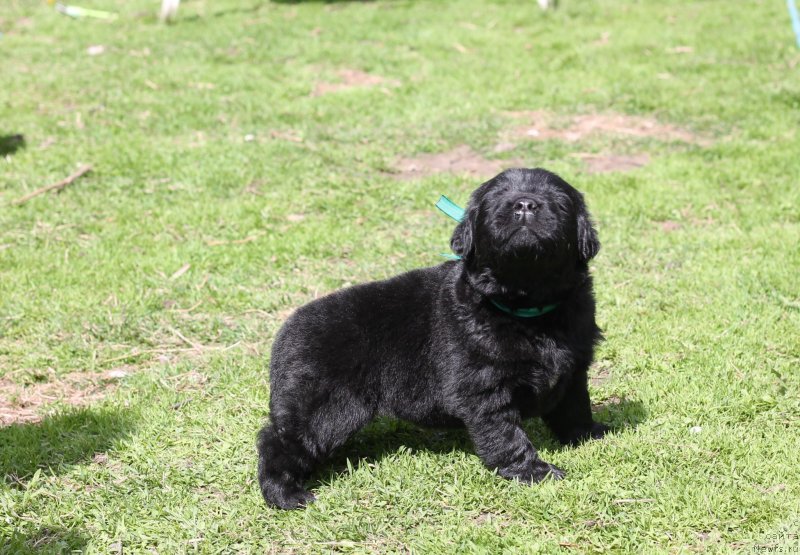 Фото: Obush Shed Ichi Oku No Taiyo