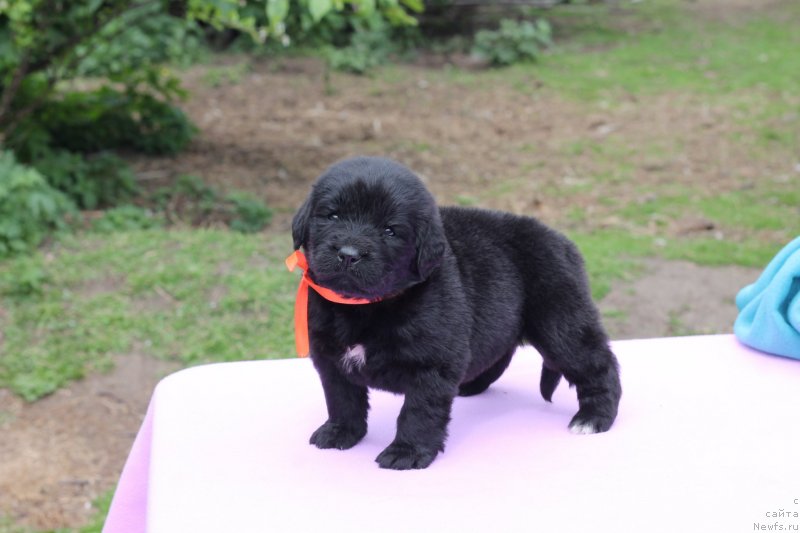 Фото: Obush Shed Indulgenza Plenaria