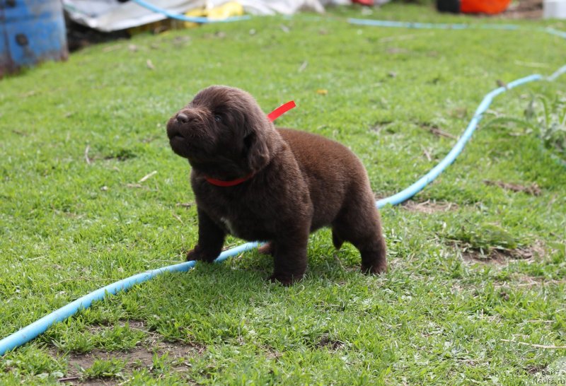 Фото: Obush Shed Ildsalamander
