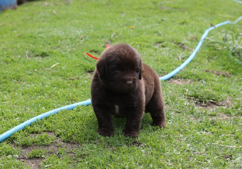 Фото: Obush Shed Ildsalamander
