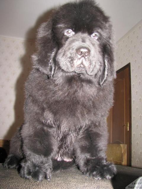 Фото: ньюфаундленд Gracioznyiy so Zvezdnogo Neba (Грациозный со Звездного Неба)