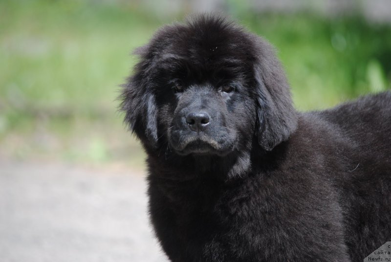 Фото: ньюфаундленд Moya Stihiya Rozalinda (Моя Стихия Розалинда)