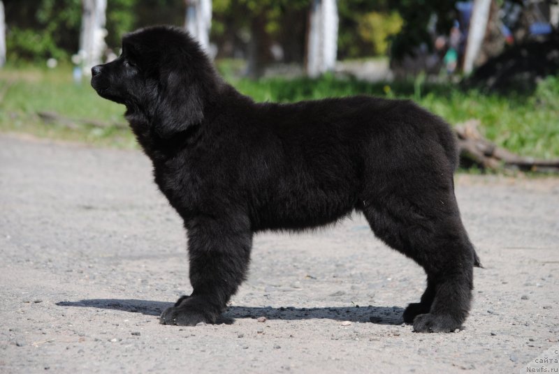 Фото: ньюфаундленд Moya Stihiya Rozalinda (Моя Стихия Розалинда)