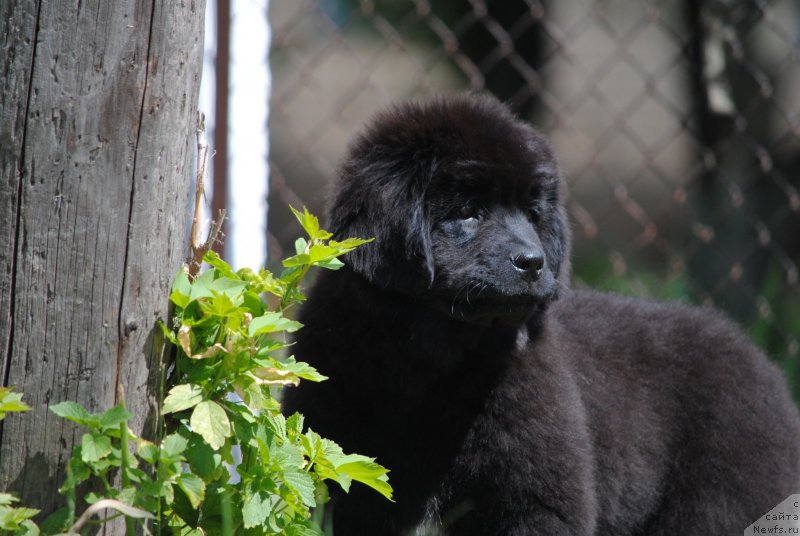 Фото: ньюфаундленд Moya Stihiya Rozalinda (Моя Стихия Розалинда)