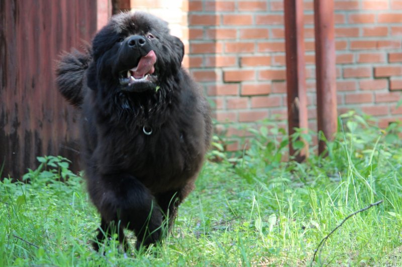 Фото: ньюфаундленд Super Premium Elegans (Супер Премиум Элеганс)