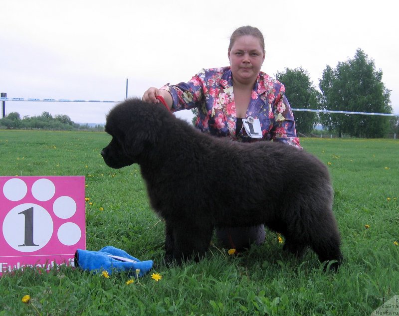 Фото: ньюфаундленд SHopen iz Tihogo Omuta (Шопен из Тихого Омута)