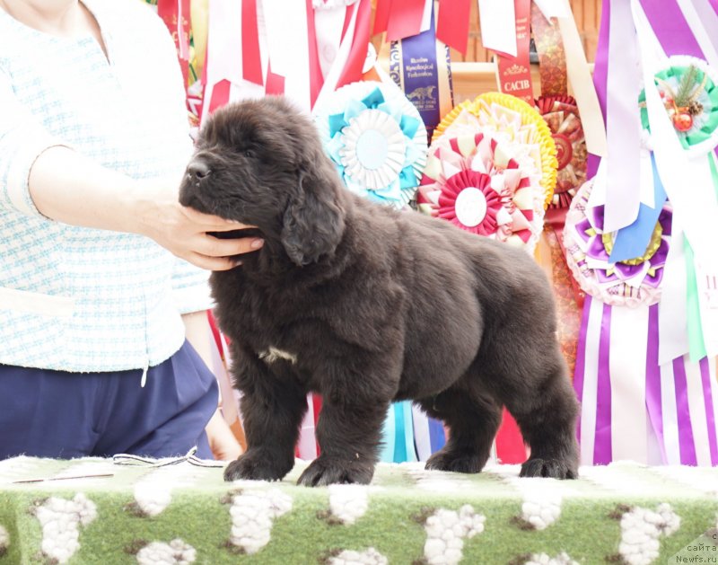 Фото: ньюфаундленд Aquatoriya Kelvin Zheneral (Акватория Келвин Женераль)