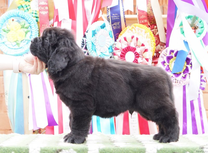 Фото: ньюфаундленд Aquatoriya Kelvin Zheneral (Акватория Келвин Женераль)