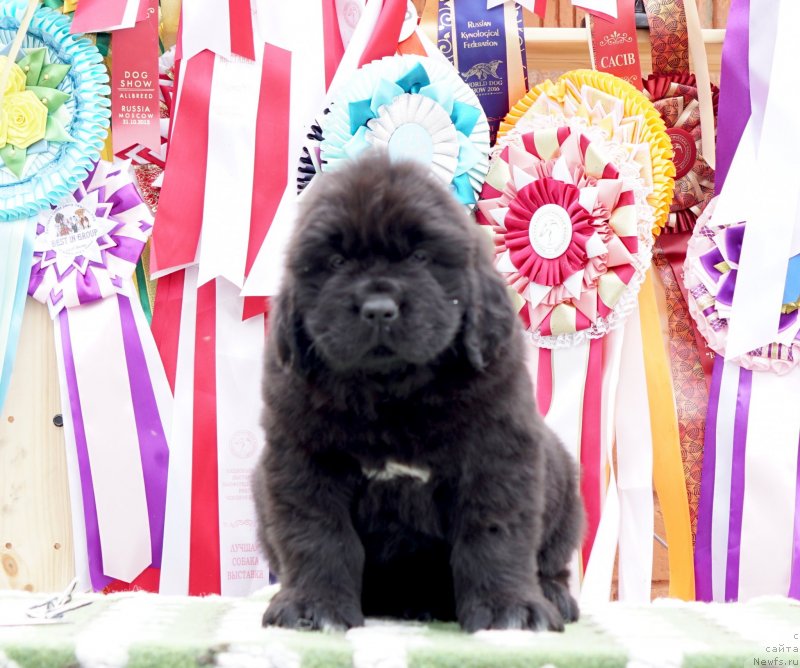 Фото: ньюфаундленд Aquatoriya Kelvin Zheneral (Акватория Келвин Женераль)