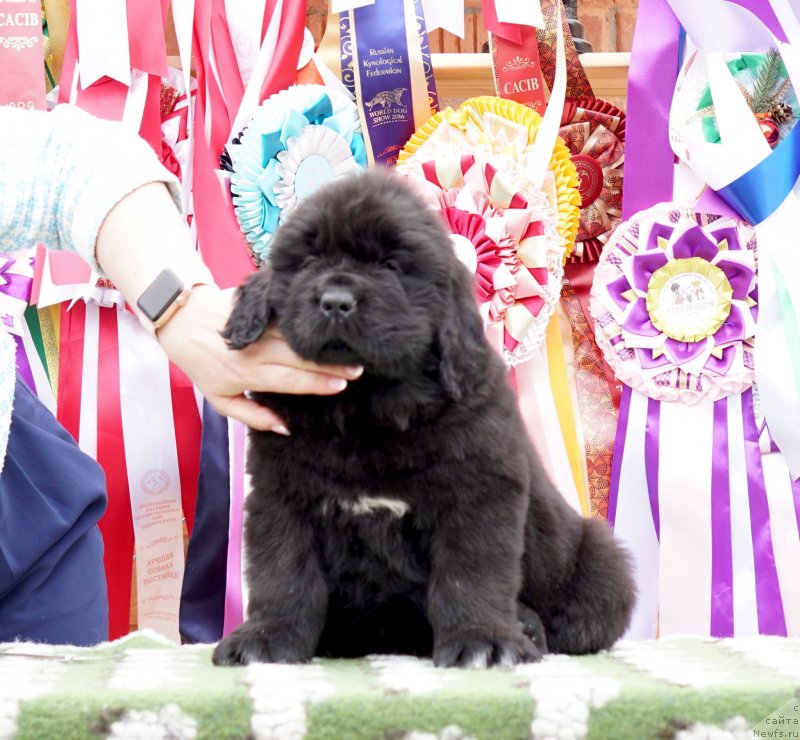 Фото: ньюфаундленд Aquatoriya Kelvin Zheneral (Акватория Келвин Женераль)