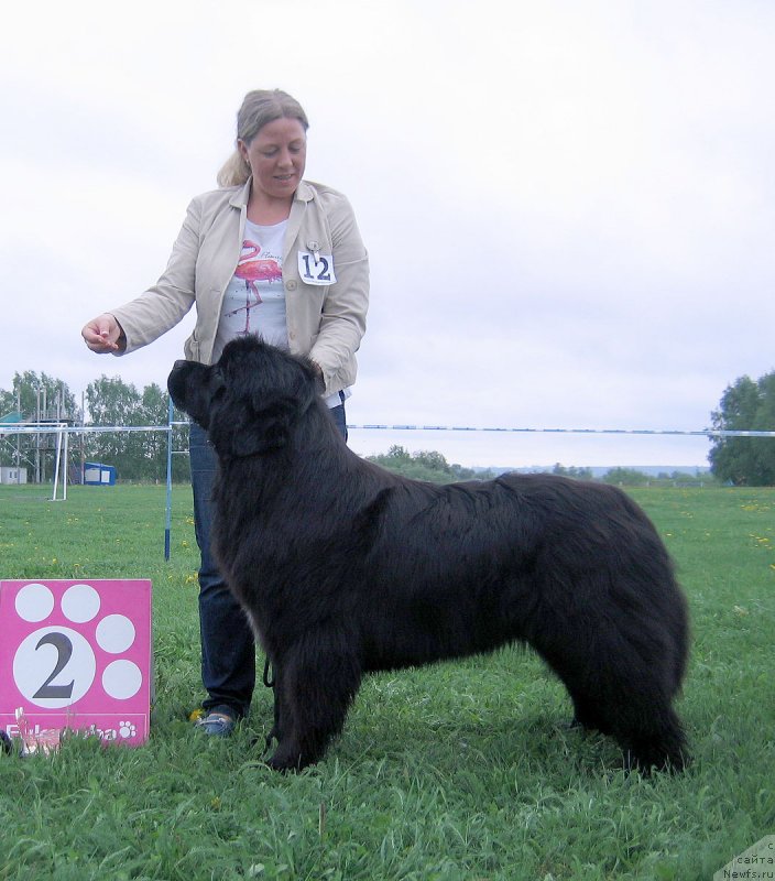 Фото: ньюфаундленд Tsaritsa Nochi iz Plemeni Kedra (Царица Ночи из Племени Кедра)
