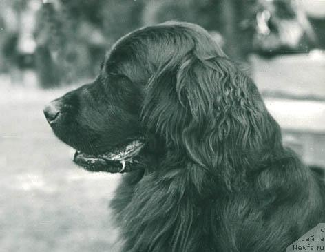 Фото: ньюфаундленд Jenetta Jakol'd (Женетта Жакольд)