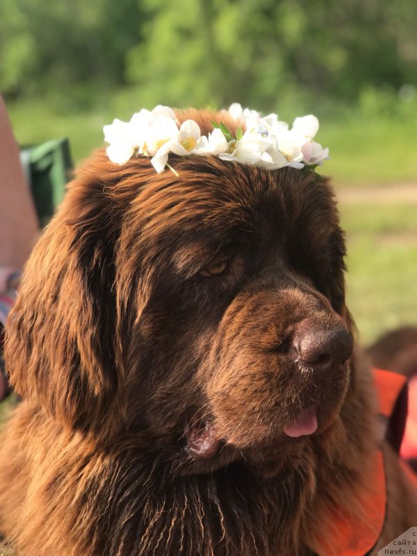 Фото: ньюфаундленд Brownblood MSK Leya Aiman (Браунблад МСК Лея Айман)