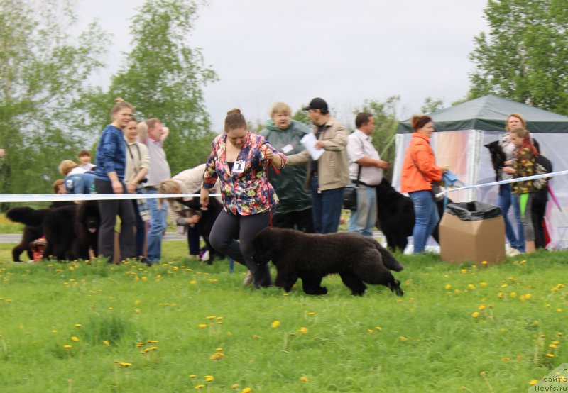 Фото: ньюфаундленд SHopen iz Tihogo Omuta (Шопен из Тихого Омута)