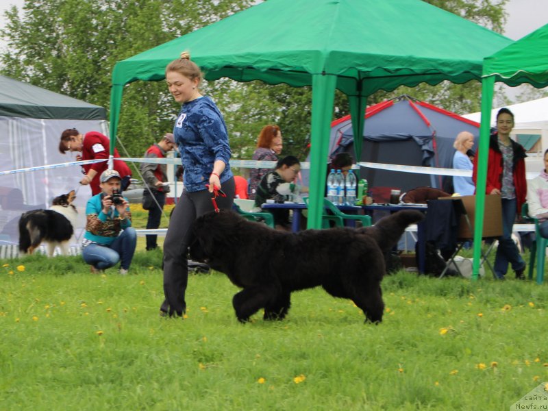 Фото: ньюфаундленд SHkiper SHelton iz Plemeni Kedra (Шкипер Шелтон из Племени Кедра)