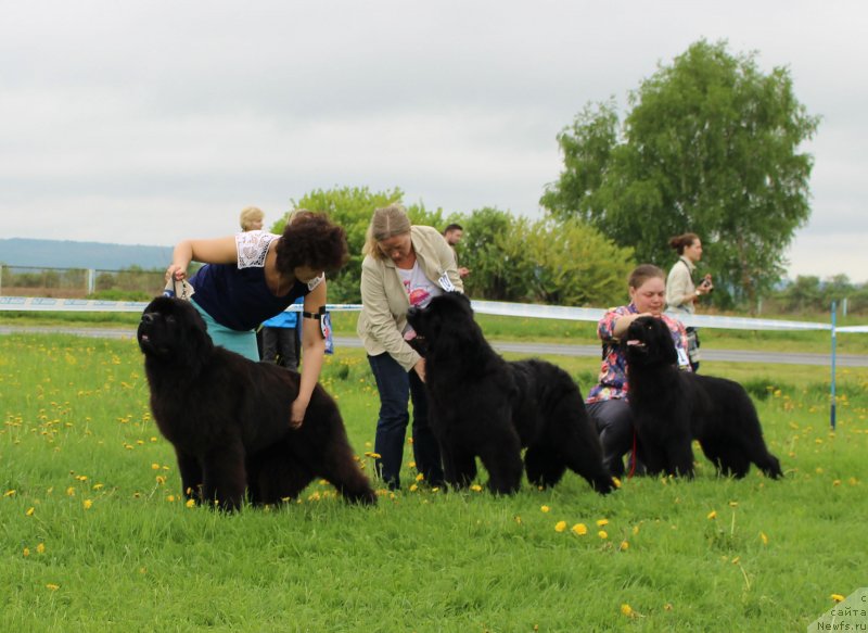 Фото: ньюфаундленд Super Premium Elegans (Супер Премиум Элеганс), ньюфаундленд Brava Bravissima (Брава Брависсима), ньюфаундленд CHerilinn iz Plemeni Kedra (Черилинн из Племени Кедра)