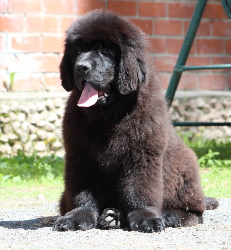 Фото: ньюфаундленд Super Premium YAroslava (Супер Премиум Ярослава)
