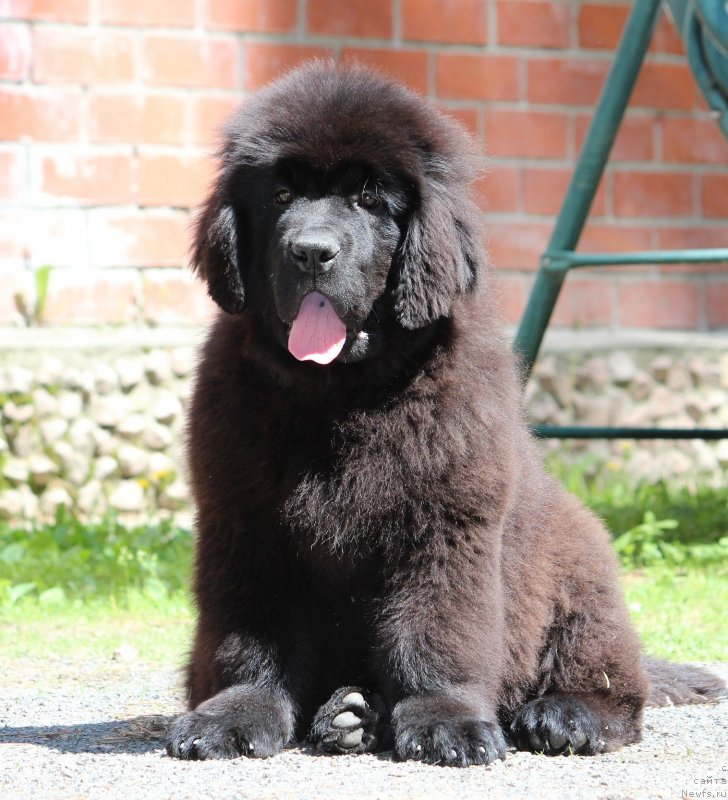 Фото: ньюфаундленд Super Premium YAroslava (Супер Премиум Ярослава)