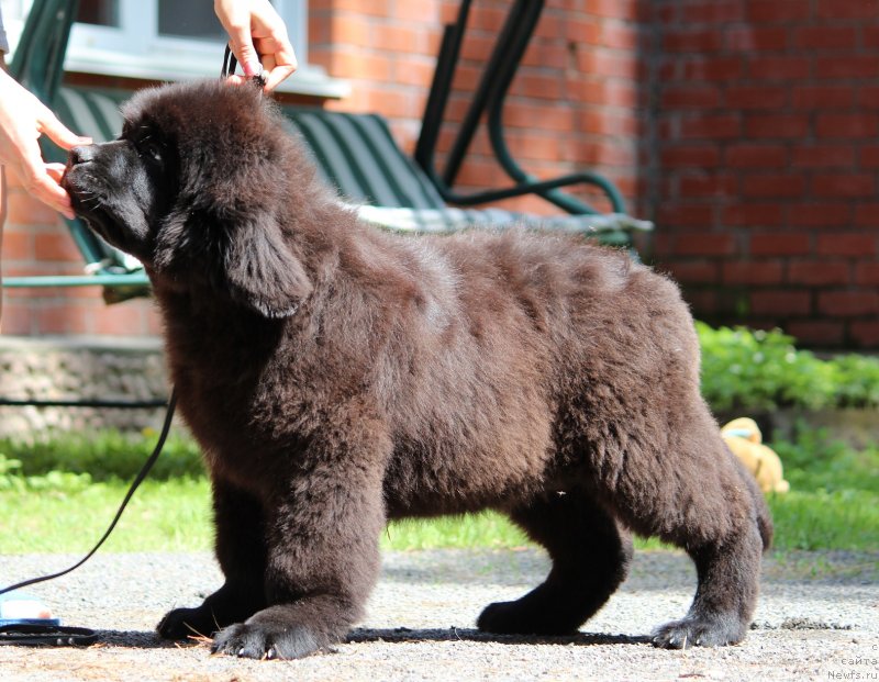 Фото: ньюфаундленд Super Premium YAroslava (Супер Премиум Ярослава)